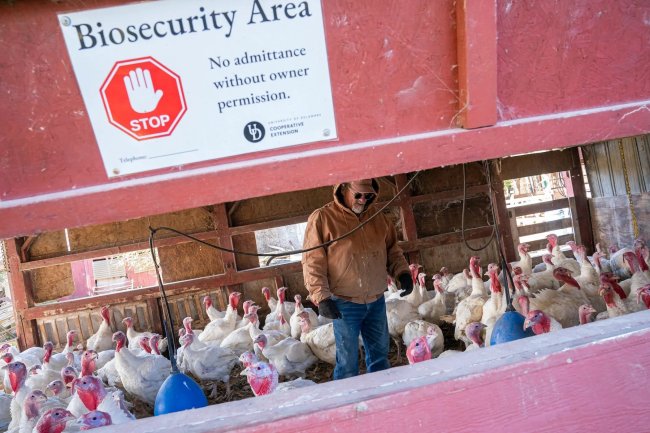 Bird flu could jump to humans any day