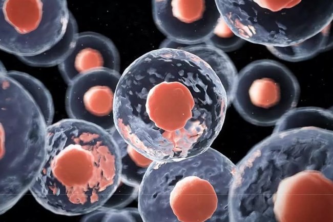 Importance of Stem Cells