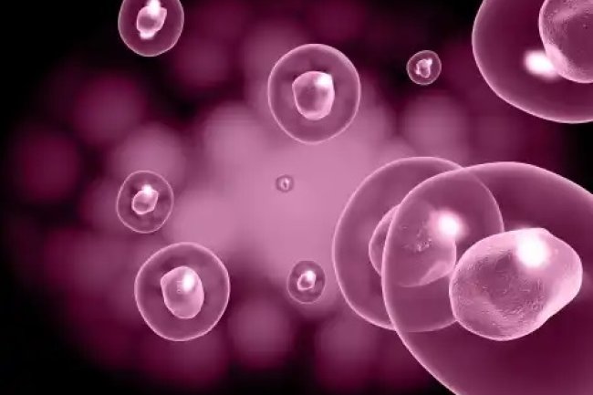 Different potentials of Stem cells such as unipotent, multipotent and pluripotent.